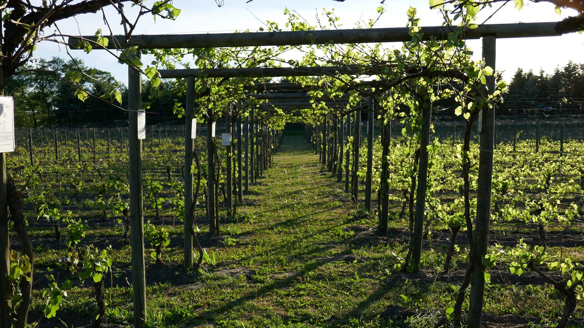 Grönskande vinrankor i prydliga rader på Åhus Vingård, uppbundna i en pergolaliknande konstruktion. Solens strålar lyser genom bladen och skapar en naturskön vingårdsmiljö.