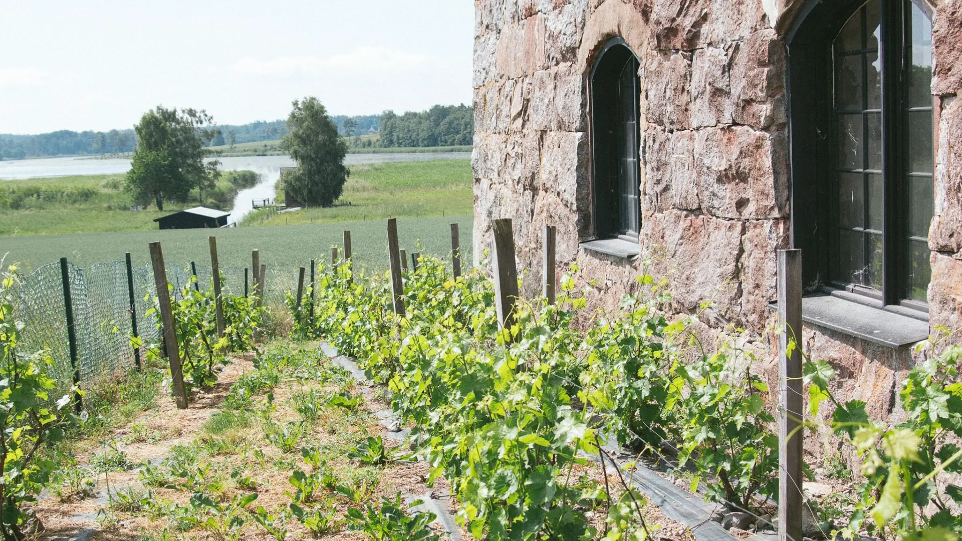 Vinrankor växer längs en stenbyggnad på Blacksta Vingård, med utsikt över det omgivande landskapet och en sjö i bakgrunden. En idyllisk och naturskön miljö.