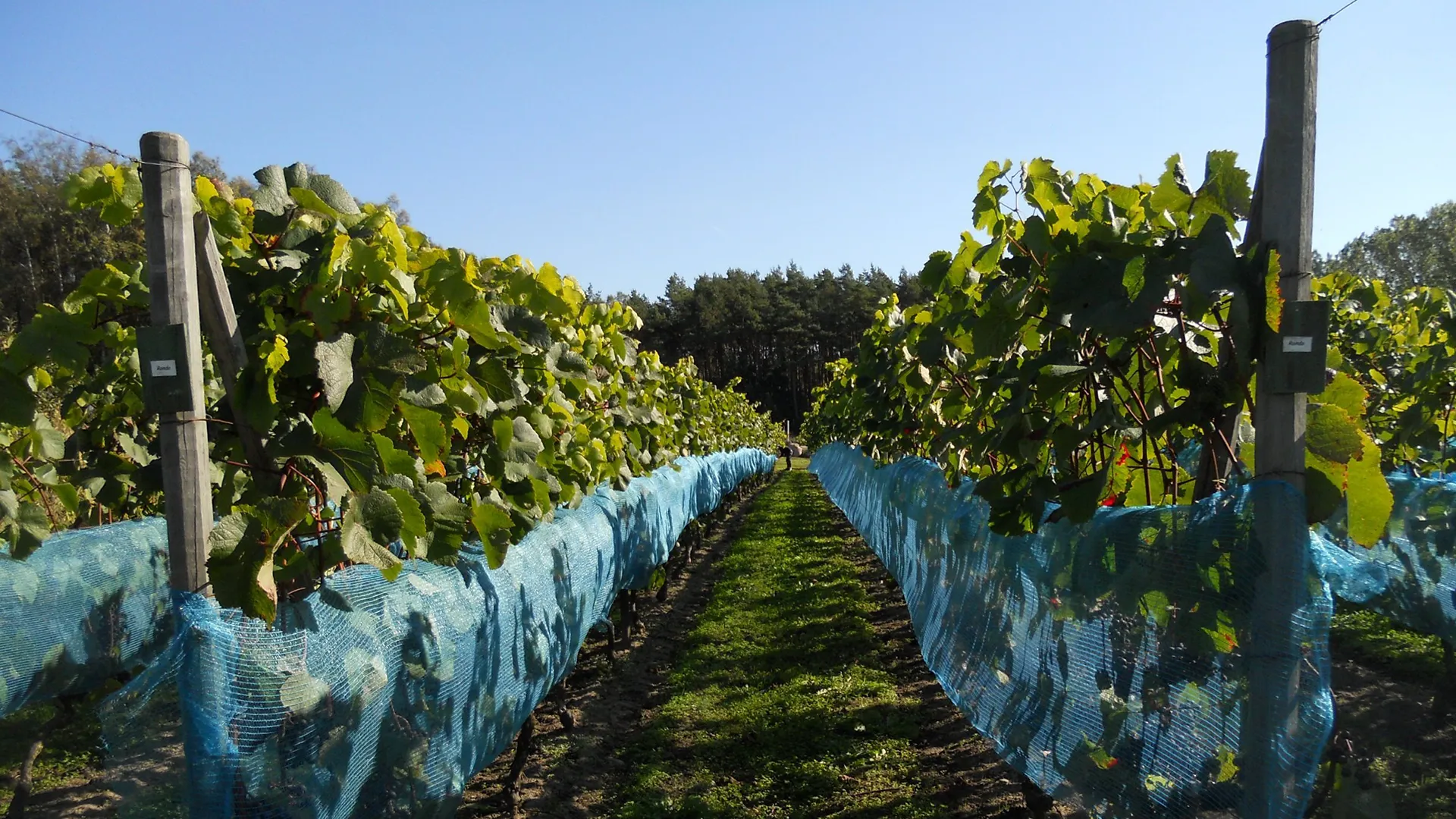 Domän Sånana – en svensk vingård med frodiga vinrankor, skyddade av blå nät, under en klarblå himmel omgiven av naturskön miljö och skog.