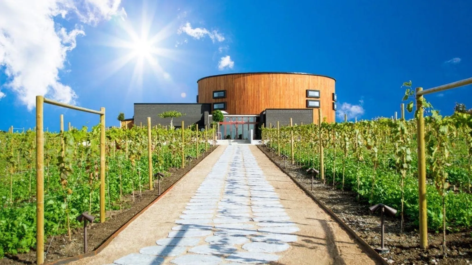 Nordic Sea Winery i Simrishamn, en modern vinanläggning omgiven av vinrankor under en strålande blå himmel. En svensk vingård med internationell prägel.