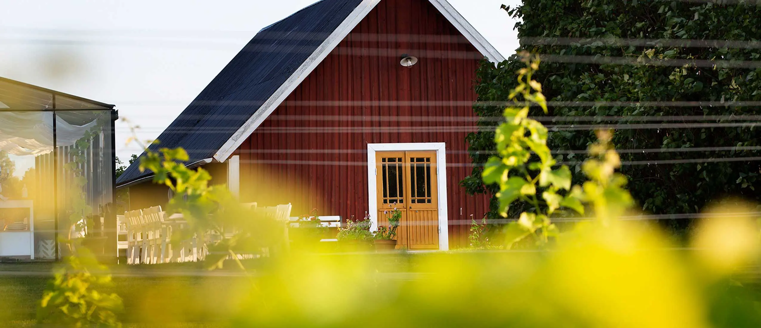 En lantlig och idyllisk vy från Särtshöga Vingård med en röd lada och gula dörrar omgiven av grönskande vinrankor. I förgrunden syns suddiga vinblad, vilket skapar en harmonisk och naturnära atmosfär.