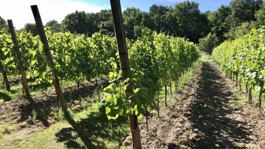 Grönskande vinrankor i prydliga rader på Stora Horns Vingård, badande i solsken. I bakgrunden syns tät skog som ramar in vingårdens natursköna miljö.