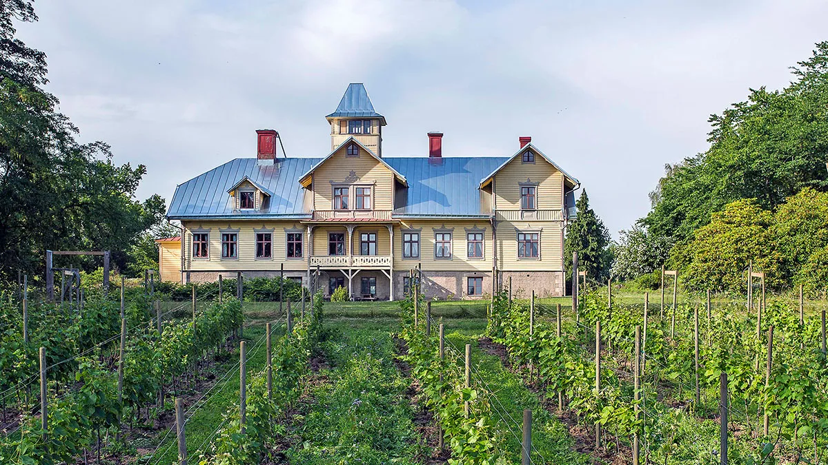 Vingården Stora Boråkra med sina prydliga vinrankor framför en charmig gul herrgårdsbyggnad med blått plåttak. En idyllisk vingårdsmiljö i Blekinge.