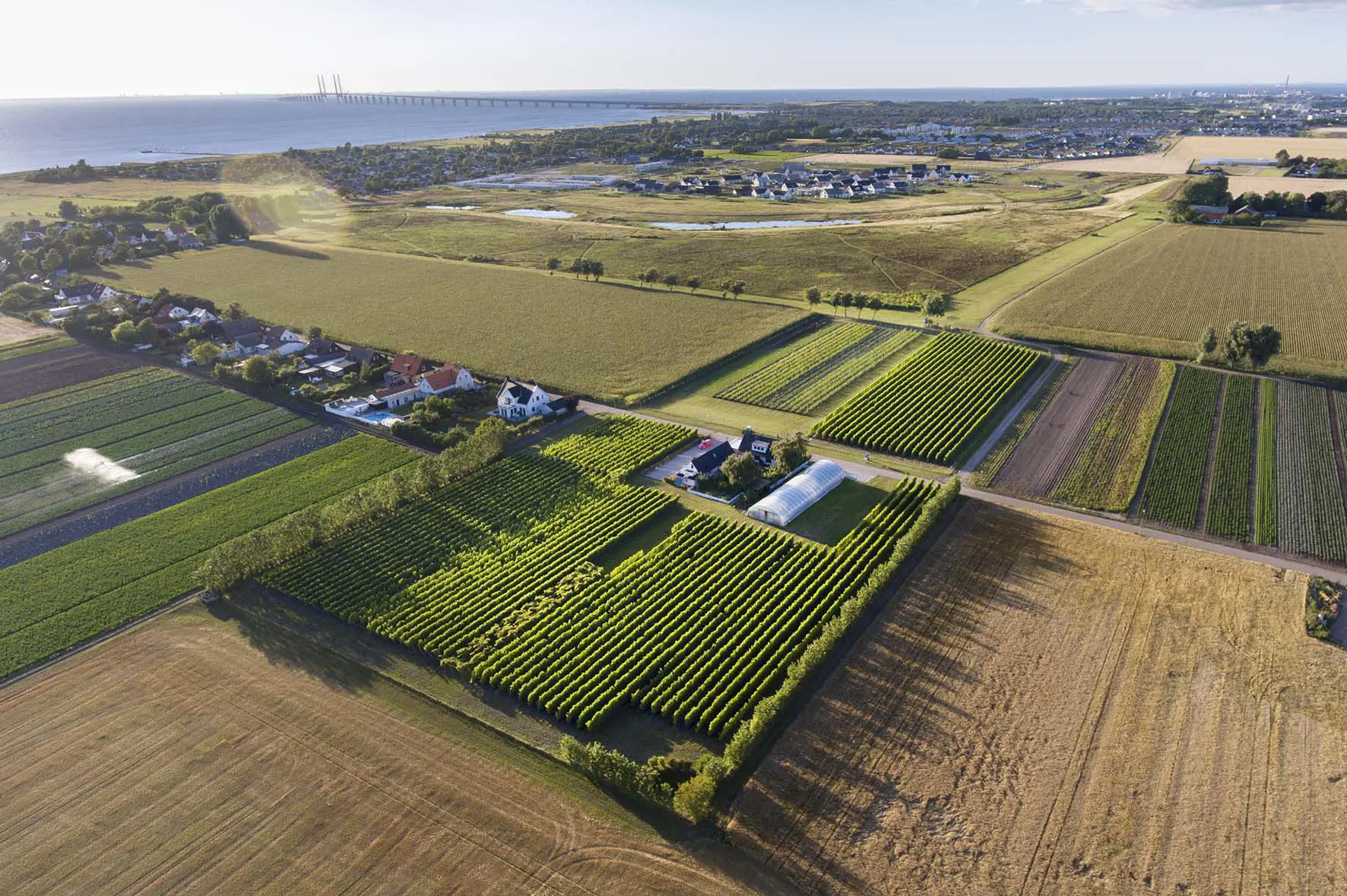 Flygfoto över Vingården i Klagshamn med prydliga rader av vinrankor omgivna av öppna fält. I bakgrunden syns Öresundsbron och havet, vilket skapar en naturskön vy.