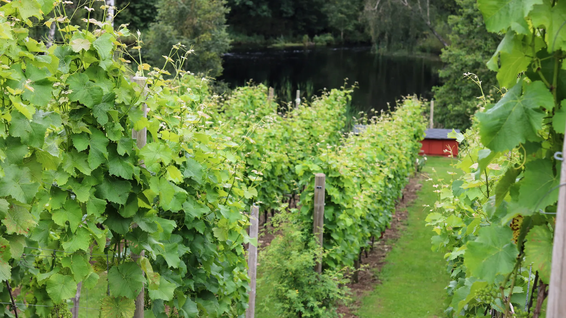 Grönskande vinrankor på Vittsjö Vingård, omgivna av lummig natur med en spegelblank sjö i bakgrunden. En idyllisk vingårdsmiljö i hjärtat av Skåne.