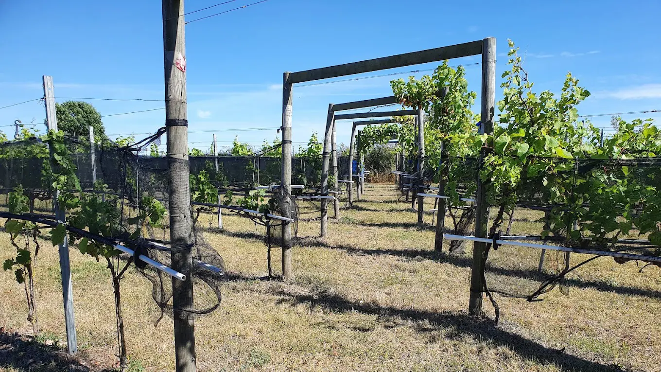 Vinrankor växer i prydliga rader på Wannborga Vingård under en klarblå himmel. Stödstrukturer och nät skyddar odlingarna i den soliga vingårdsmiljön på Öland.