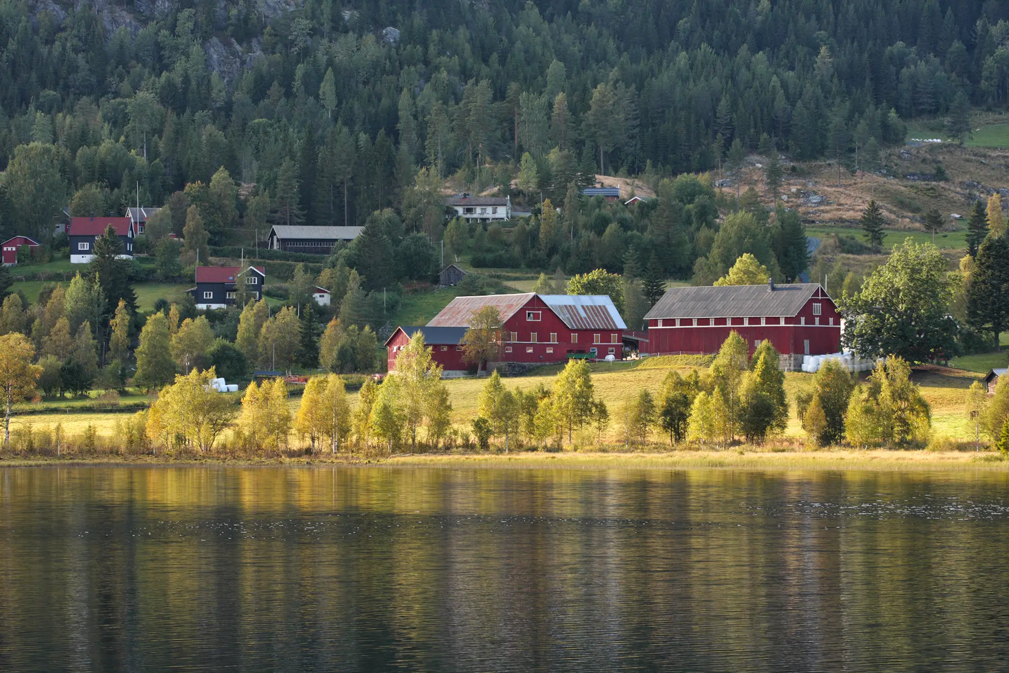 Röda ladugårdar och hus vid en sjö i ett skogigt landskap, en idyllisk miljö för gårdsförsäljning.